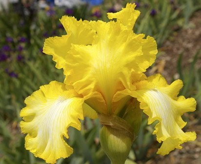 Magic Raiment - reblooming tall bearded Iris