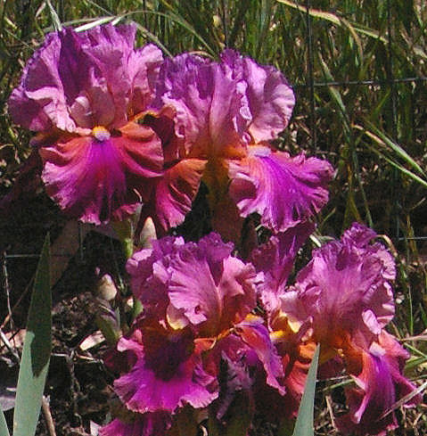 Magic Warrior - tall bearded Iris