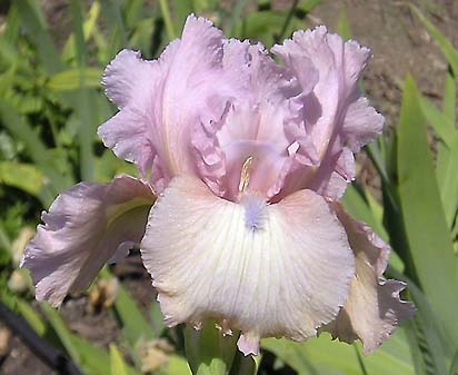 Magic Wish - tall bearded Iris
