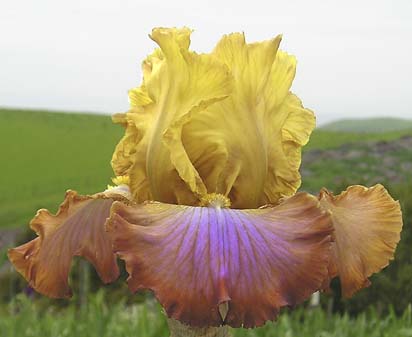 Magician's Masterpiece - fragrant tall bearded Iris