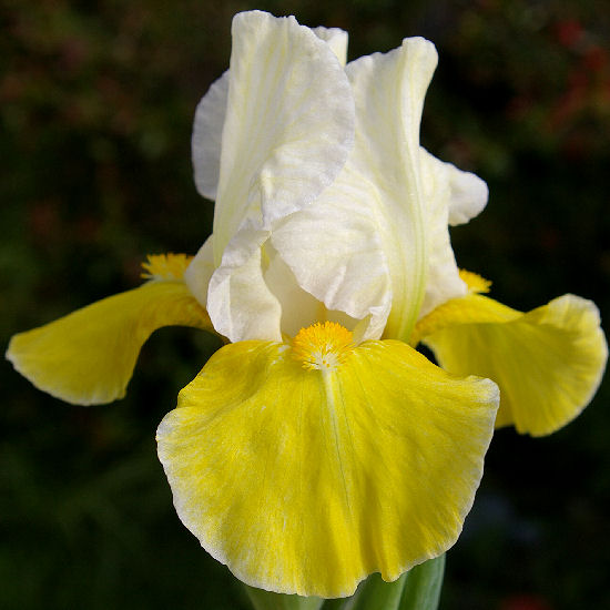 Magma - Intermediate bearded Iris