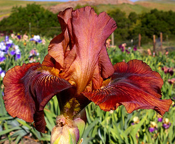 Mahogany Muse - tall bearded Iris