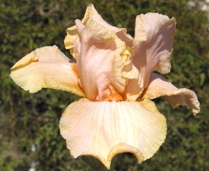Maiden - reblooming tall bearded Iris