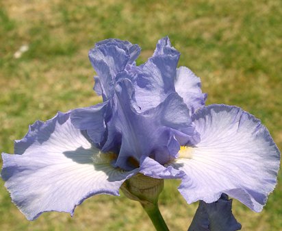 Making Waves - tall bearded Iris