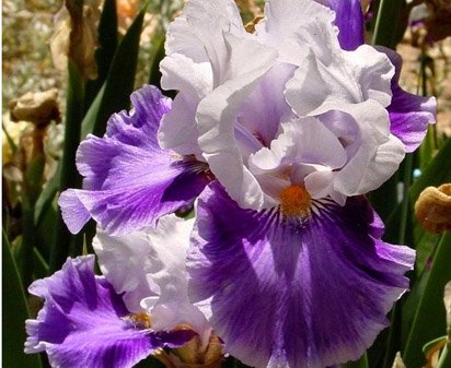 Making a Splash - tall bearded Iris