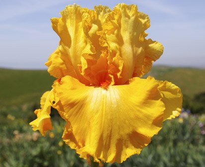 Malaguena - reblooming tall bearded Iris