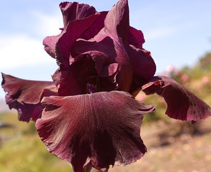 Mallory Kay - tall bearded Iris