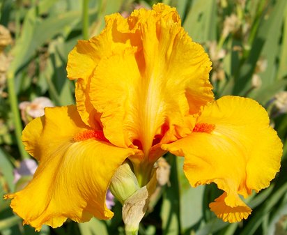 Managua - tall bearded Iris