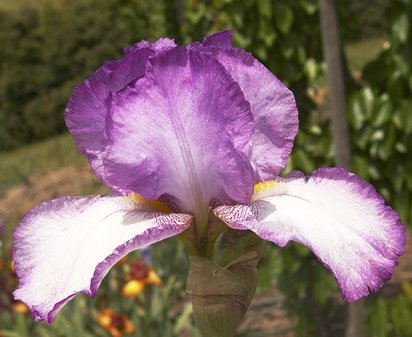 Manistee Lady - tall bearded Iris