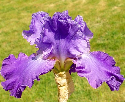 Manor Born - fragrant tall bearded Iris