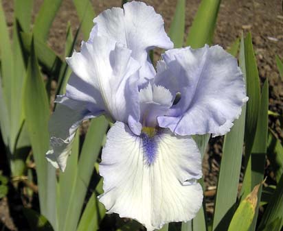 Margaret Viola White - tall bearded Iris
