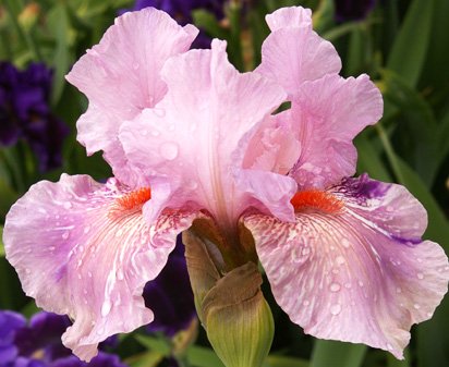 Maria Tormena - reblooming tall bearded Iris