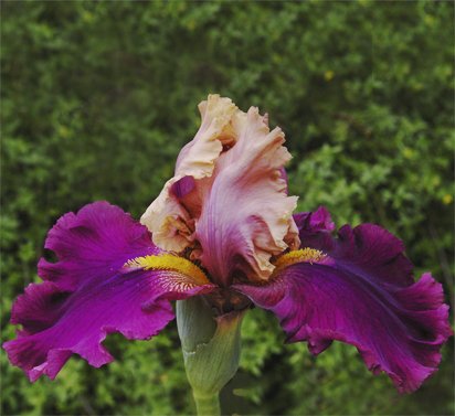 Mariachi Music - tall bearded Iris