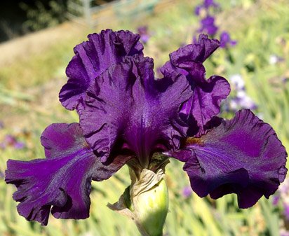 Marilyn Merlot - tall bearded Iris