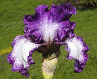 Mariposa Autumn - fragrant reblooming tall bearded Iris