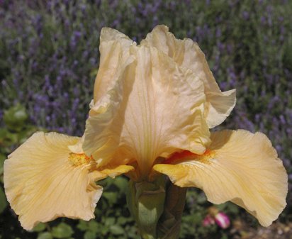 Marmalade Skies - fragrant reblooming border bearded Iris