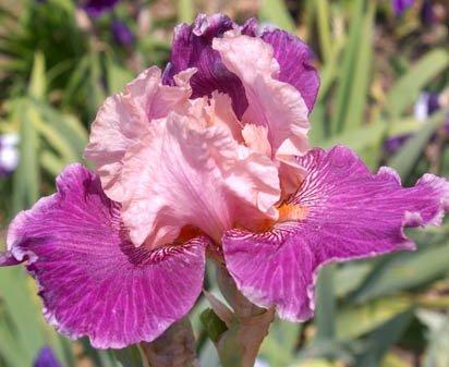 Marthella - tall bearded Iris