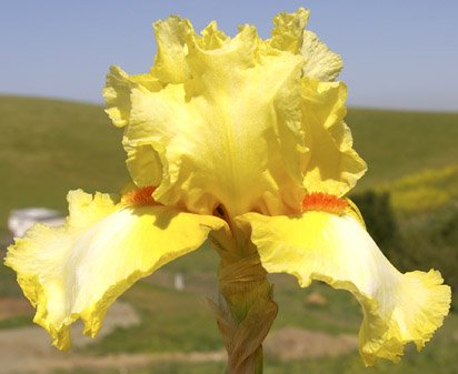 Martile Rowland - fragrant tall bearded Iris