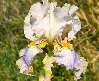 Martini Mist - tall bearded Iris