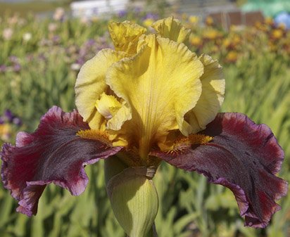 Mary Ellen Nichols - reblooming tall bearded Iris