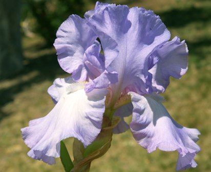 Mary Frances - fragrant tall bearded Iris