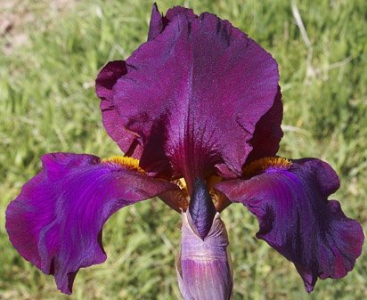 Masada - tall bearded Iris