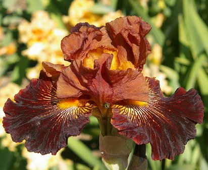 Masai Warrior - fragrant tall bearded Iris