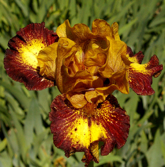 Masked Bandit - fragrant Intermediate bearded Iris