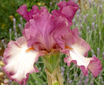 Master Plan - fragrant tall bearded Iris