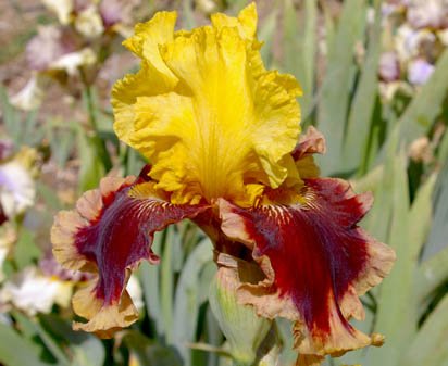 Mastery - fragrant tall bearded Iris