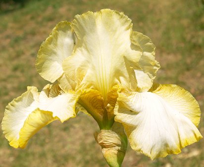 Matrix - reblooming tall bearded Iris
