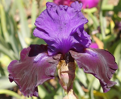 Matt McNames - tall bearded Iris