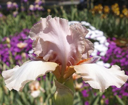 Mauvelous - fragrant tall bearded Iris