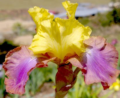 Meadow Song - tall bearded Iris