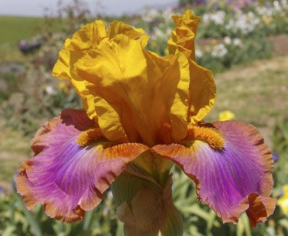 Megabucks - tall bearded Iris