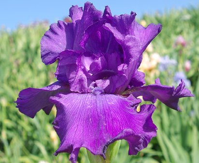 Melancholy Man - fragrant tall bearded Iris