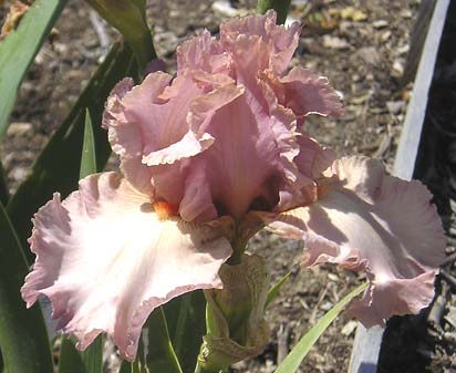 Melissa Sue - reblooming tall bearded Iris