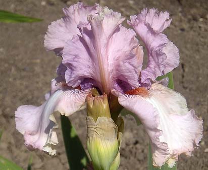 Mellow Magic - fragrant tall bearded Iris