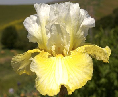 Melted Butter - fragrant tall bearded Iris