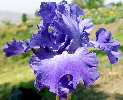 Memphis Blues - tall bearded Iris