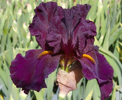 Men In Black - fragrant tall bearded Iris