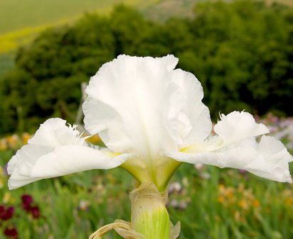 Mesmerizer - reblooming tall bearded Iris