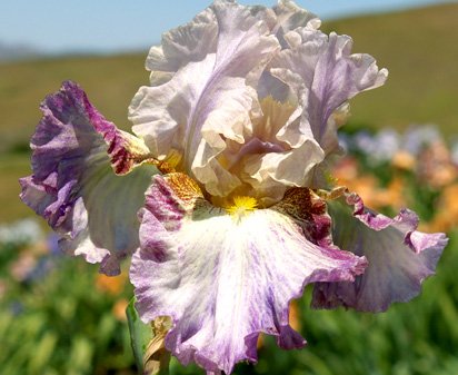 Metamorphic Magic - tall bearded Iris