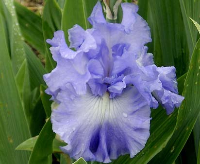 Metolius Blues - tall bearded Iris