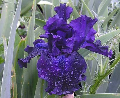 Midnight Caper - tall bearded Iris