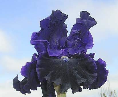 Midnight Cowboy - tall bearded Iris