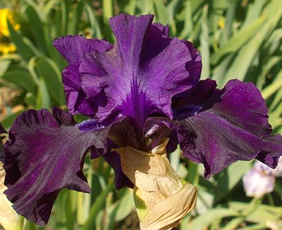 Midnight fragrantrance - fragrant reblooming tall bearded Iris