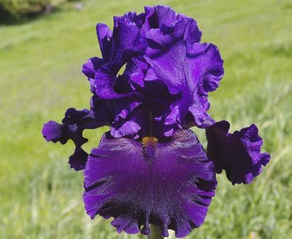 Midnight Madonna - tall bearded Iris