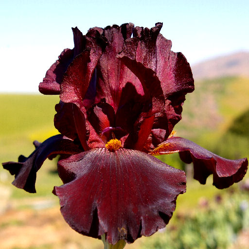 Midnight Masterpiece - tall bearded Iris