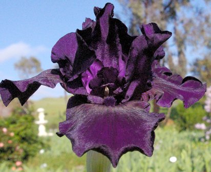 Midsummer Night's Dream - reblooming Intermediate bearded Iris